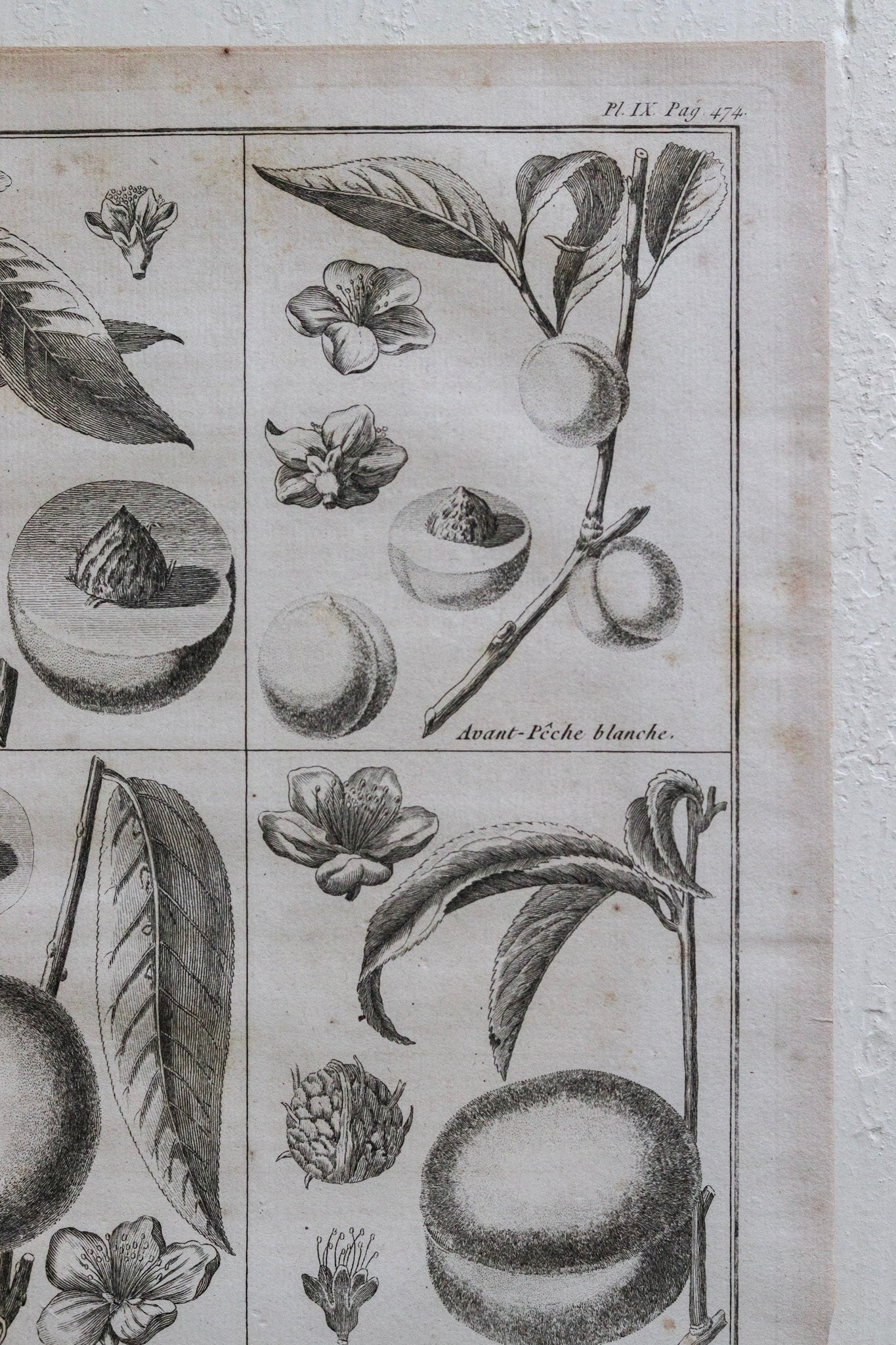 Antique French Peach Print No.1