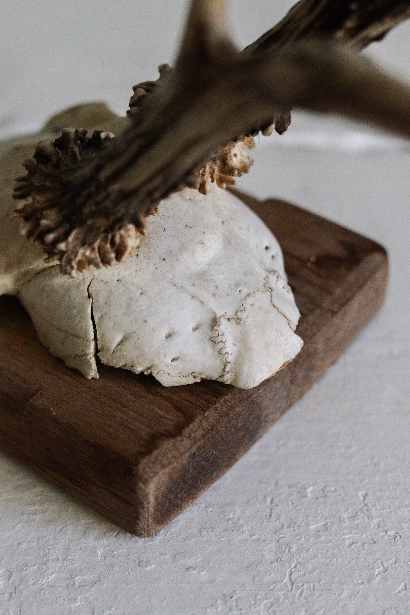 Petite Vintage European Antler Mount