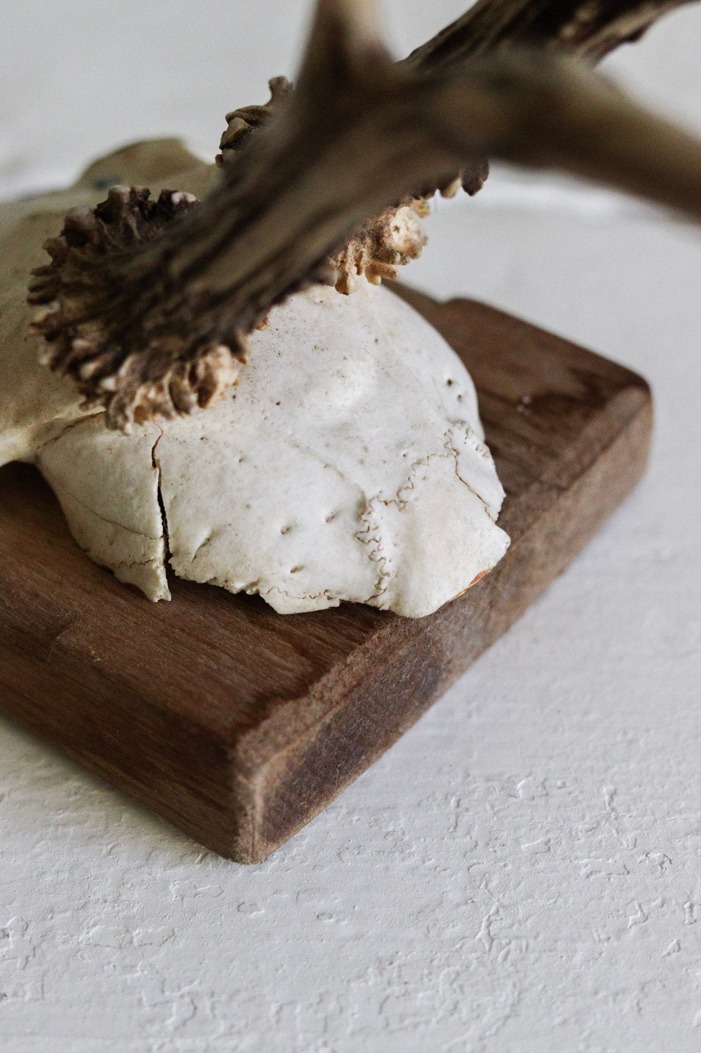 Petite Vintage European Antler Mount