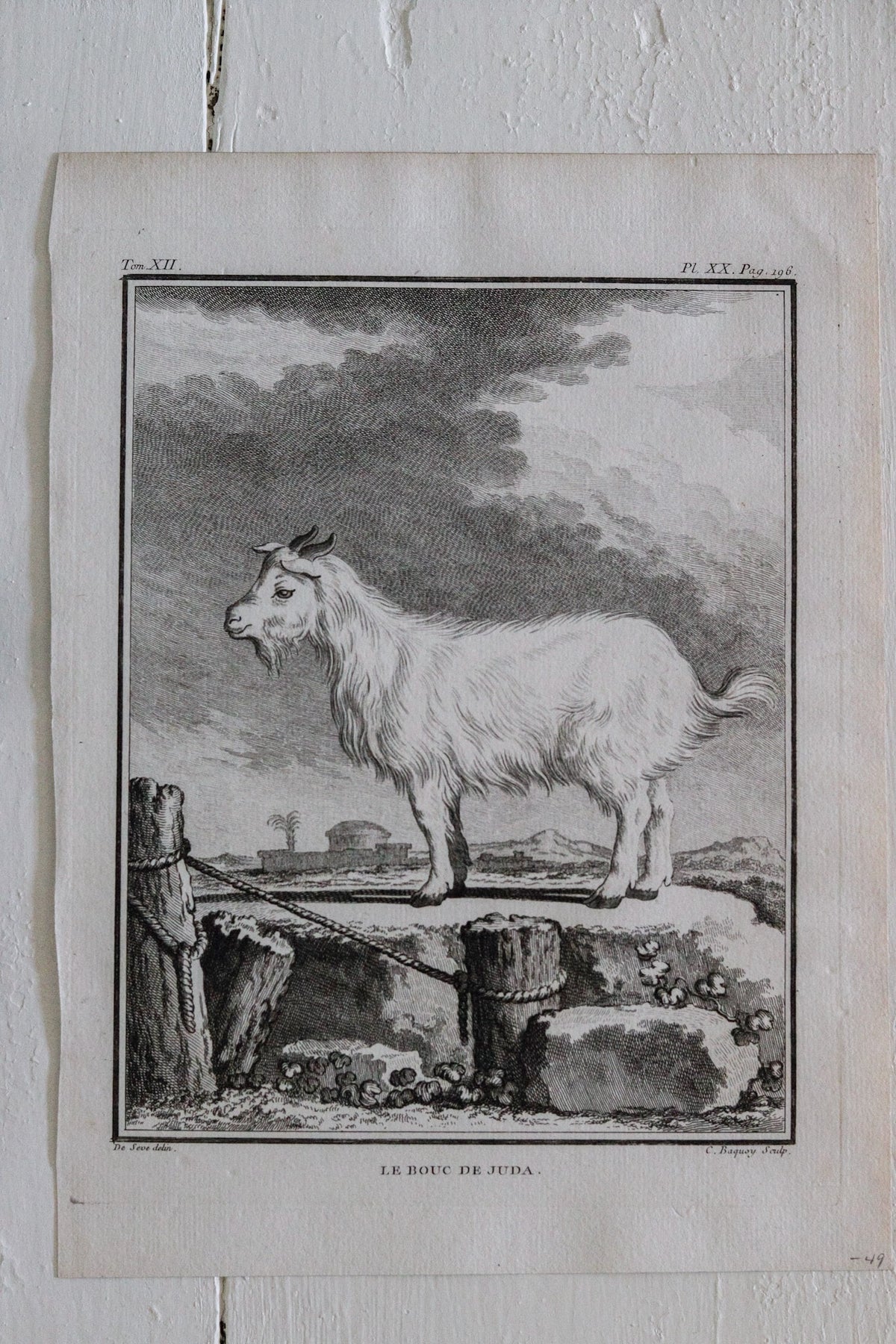 Antique Goat Engraving c.1775