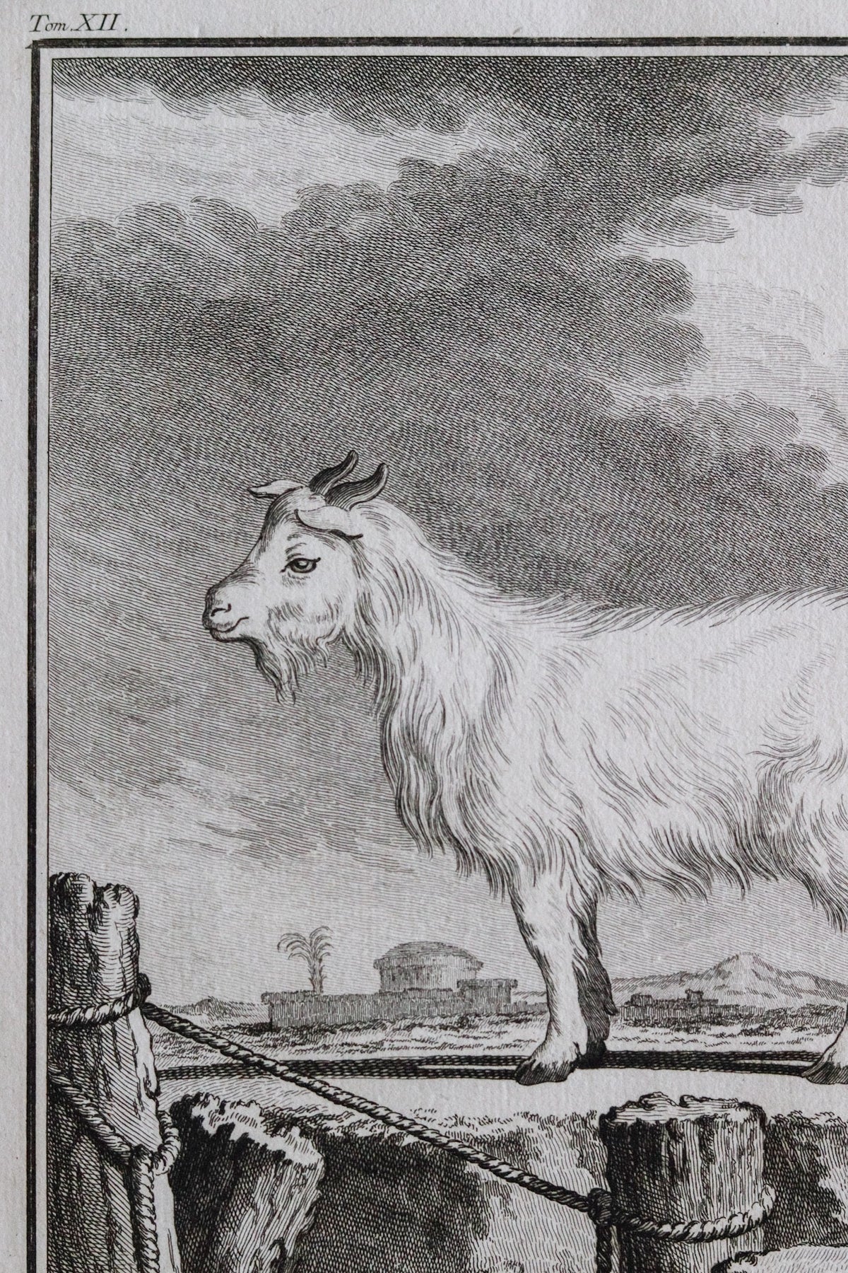 Antique Goat Engraving c.1775