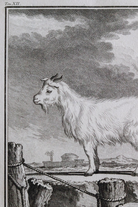 Antique Goat Engraving c.1775