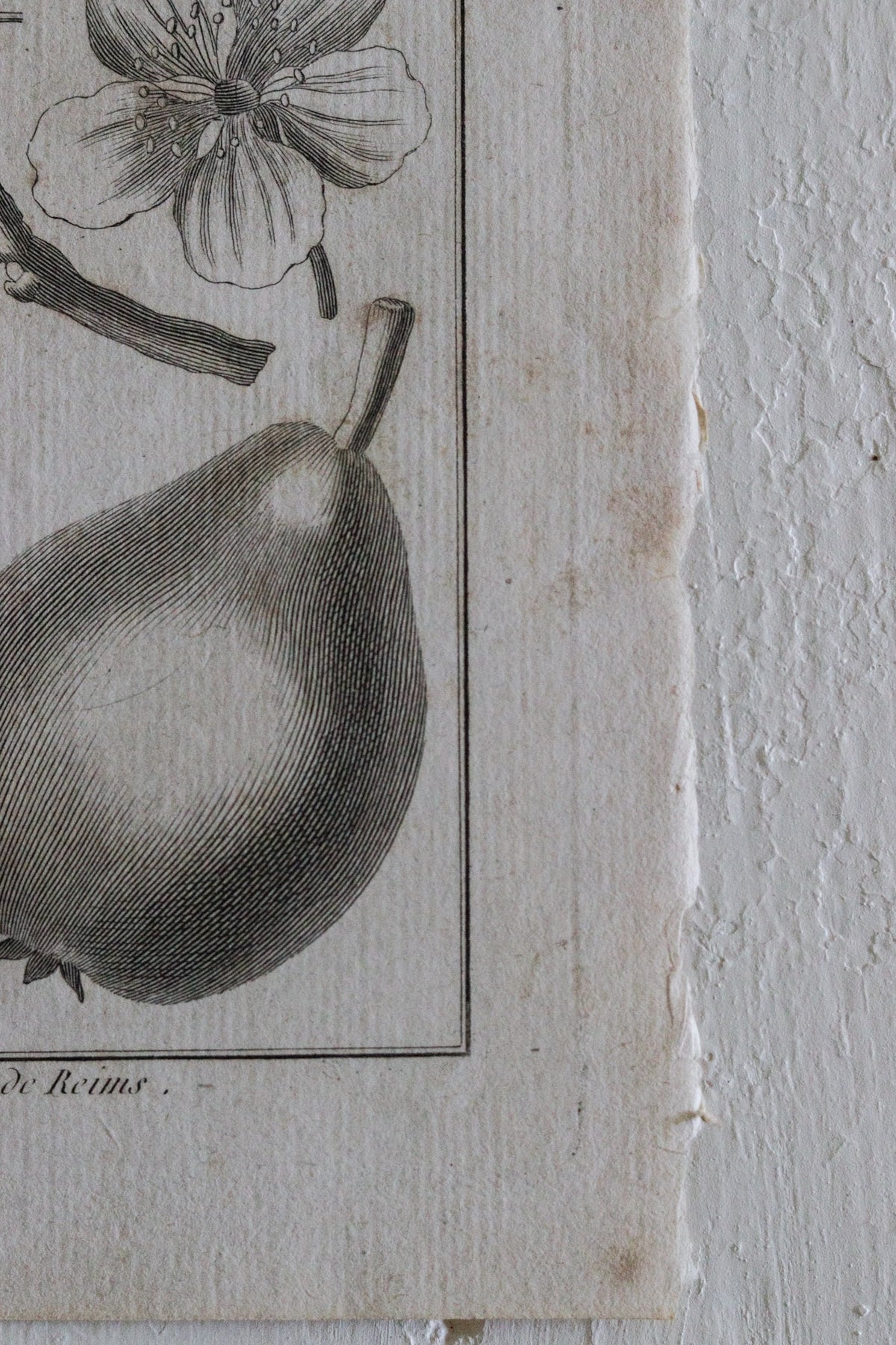 Antique French Pear Print c.1918