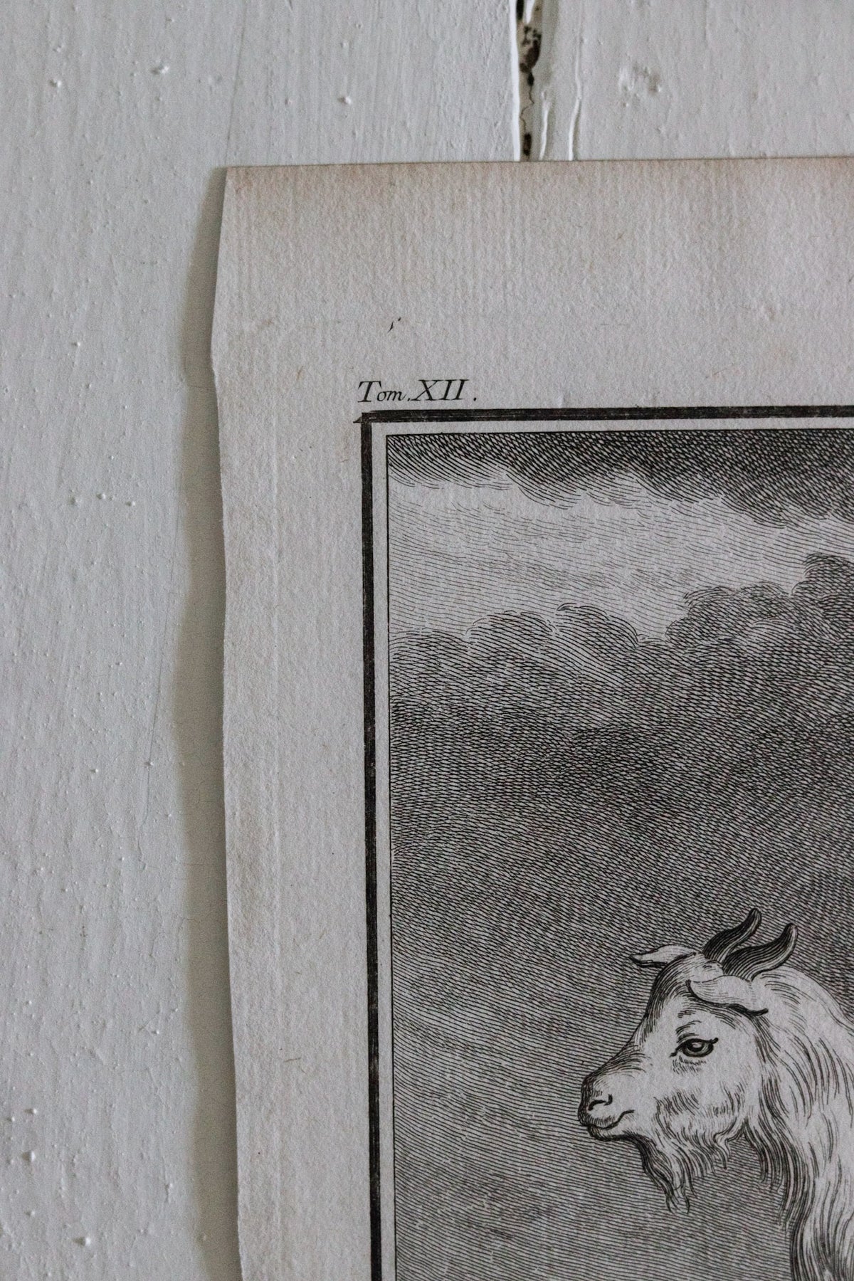 Antique Goat Engraving c.1775