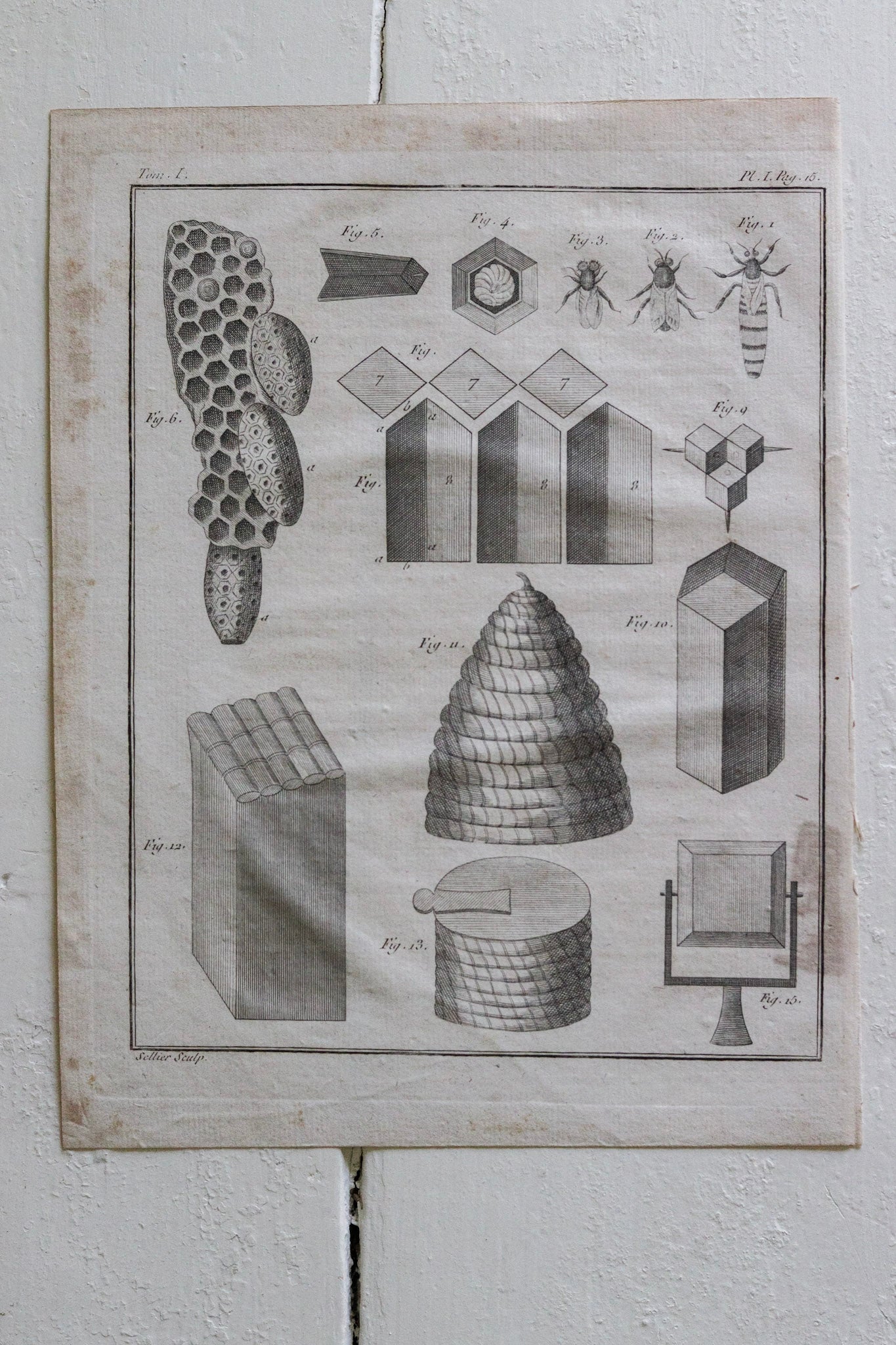 Antique French Bee, Bee Skep and Honeycomb Print