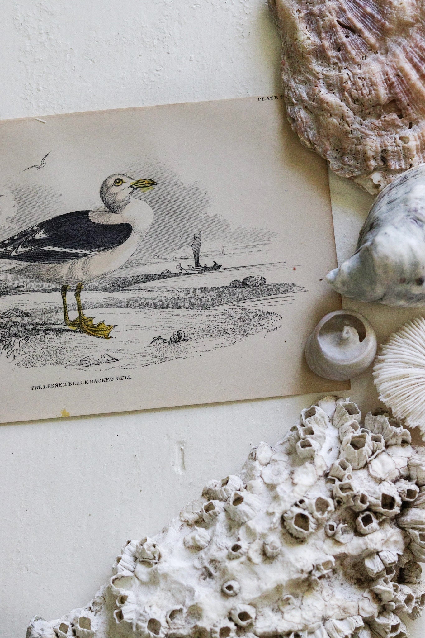 Antique Bird Print - The Lesser Black-Backed Gull