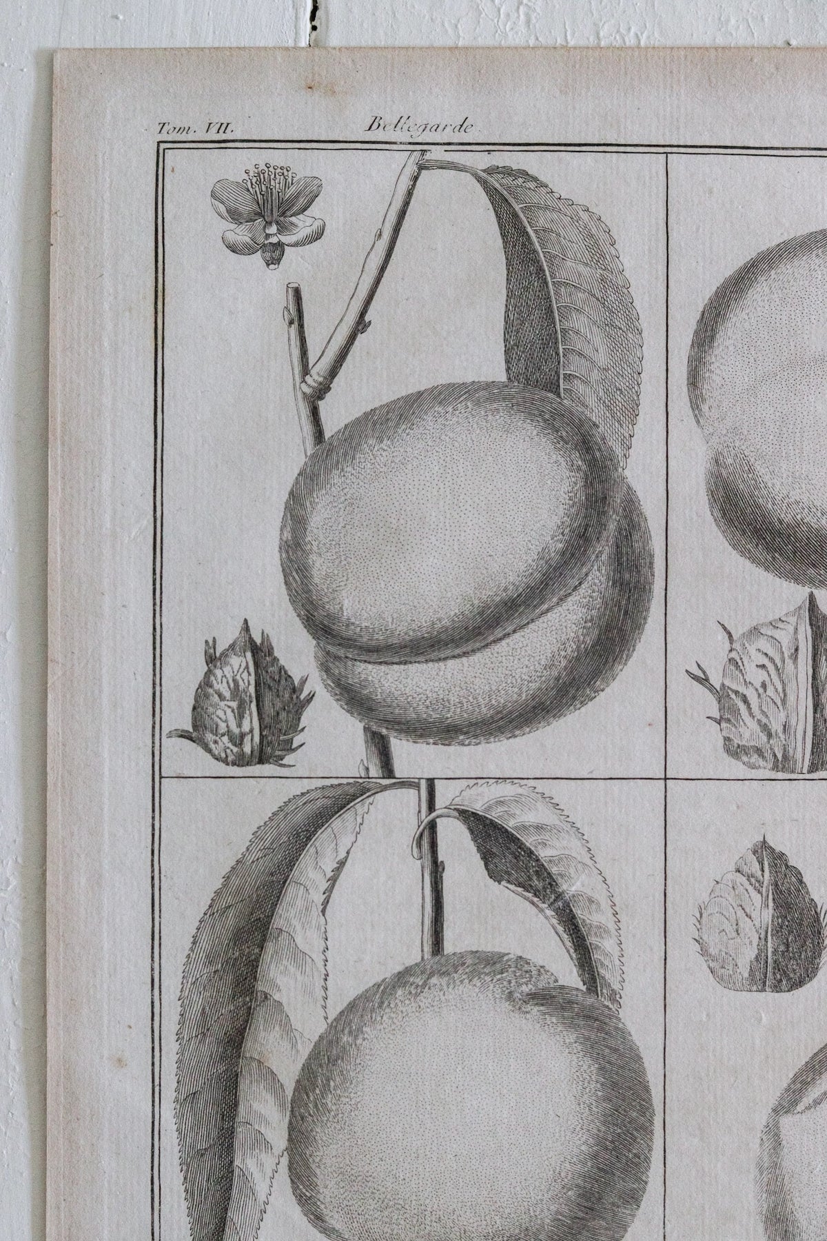 Antique French Peach Print c.1918