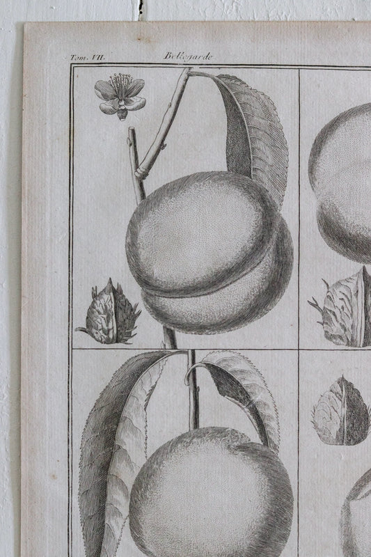 Antique French Peach Print c.1918