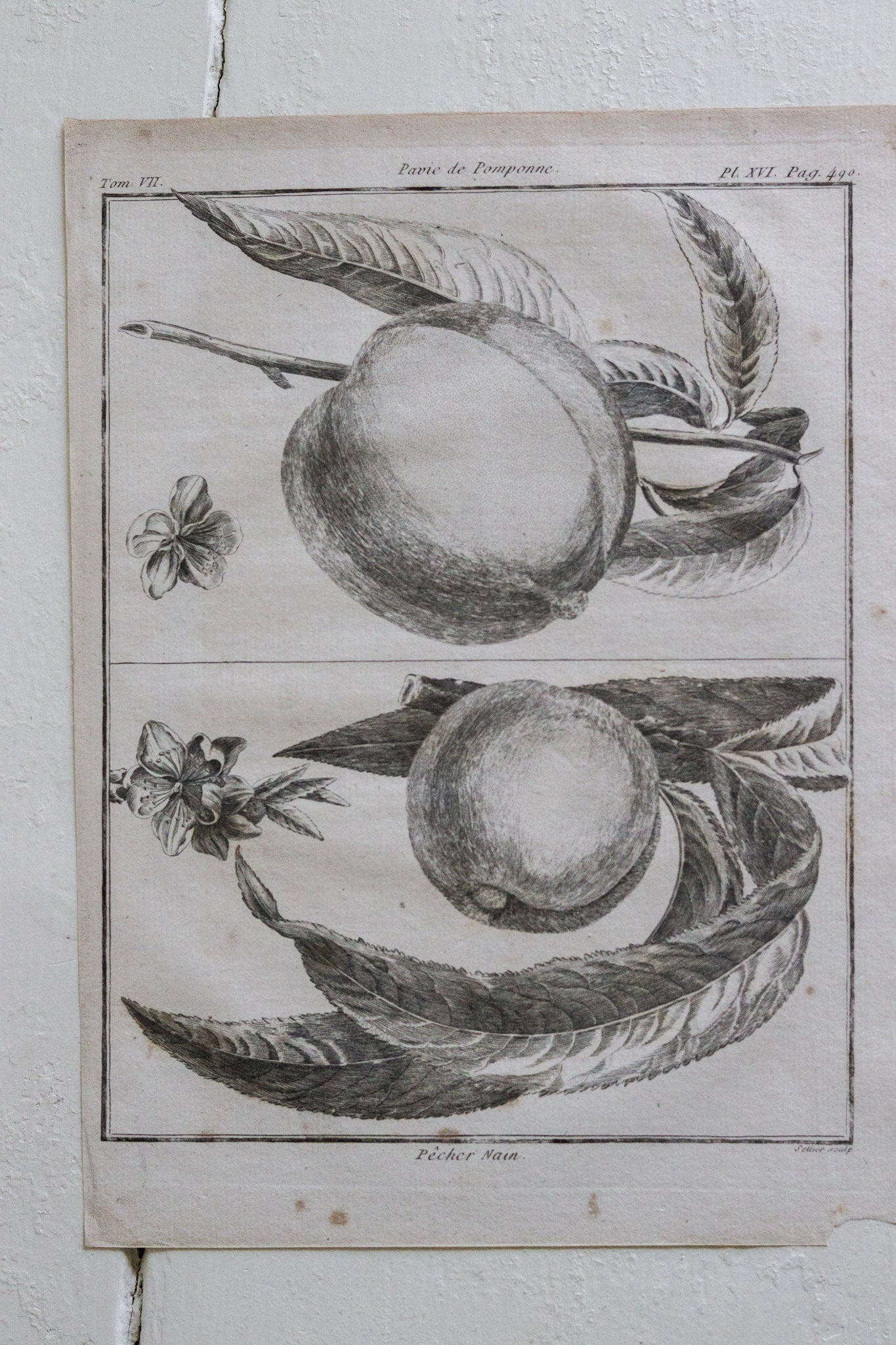 Antique French Peach Print No.3