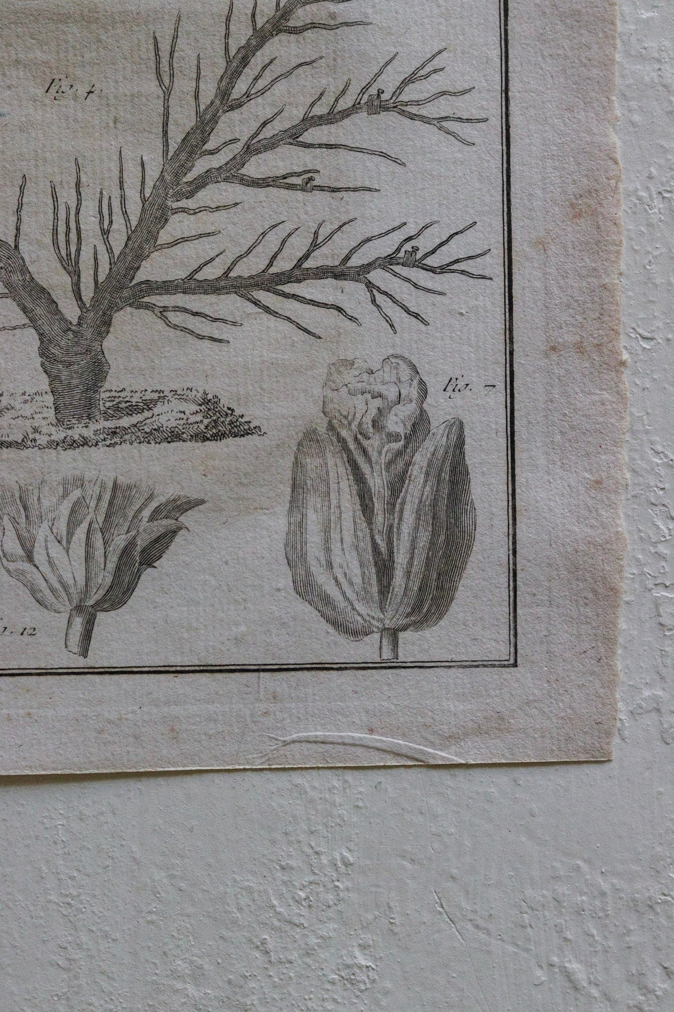 Antique French Horticulture Print No.2