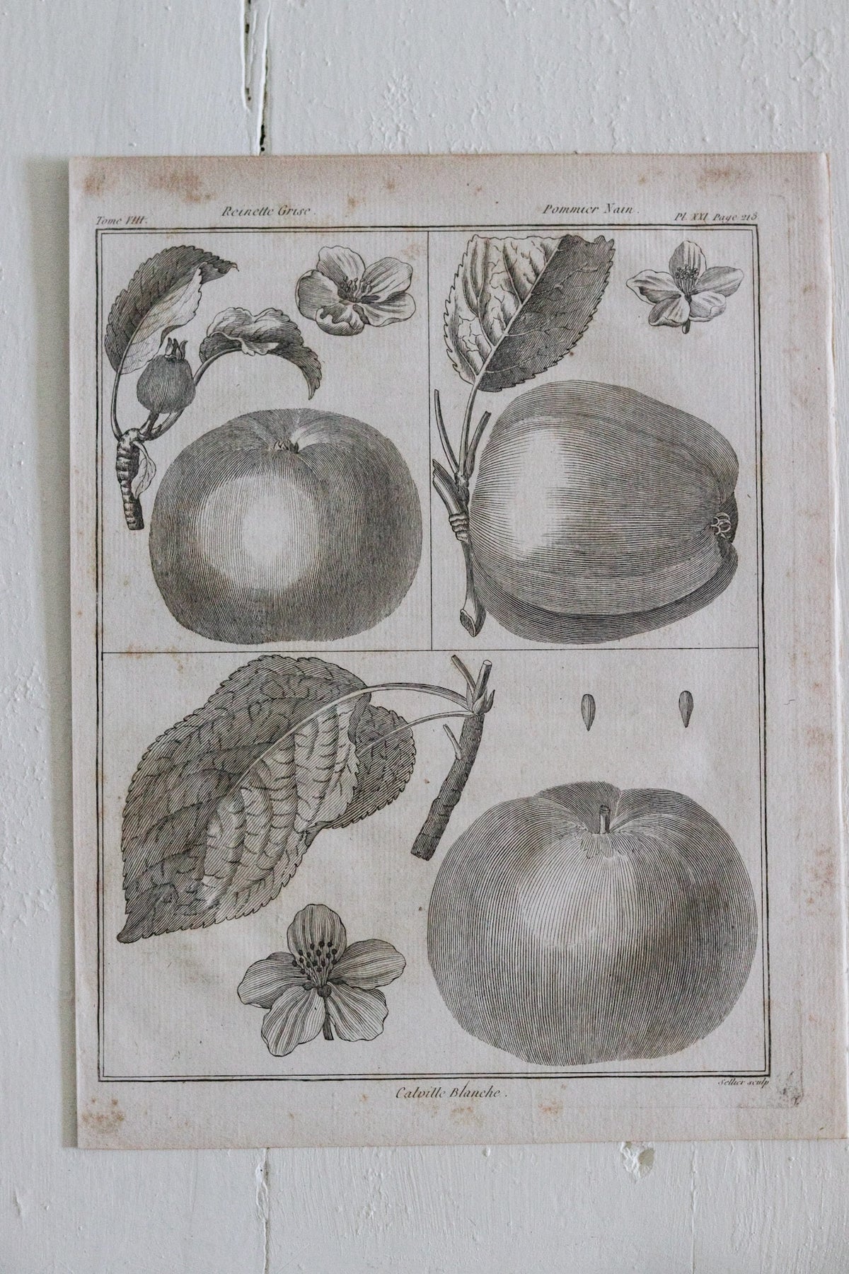 Antique French Apple Print c.1918