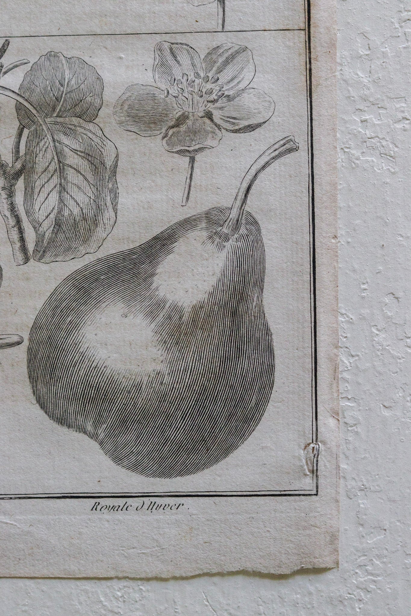 Antique French Fruit Print No.1