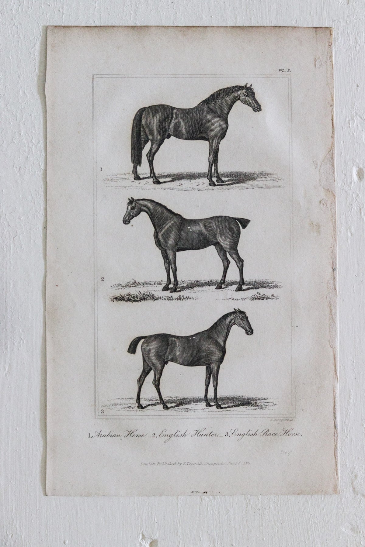 Antique Horse Engraving c.1791