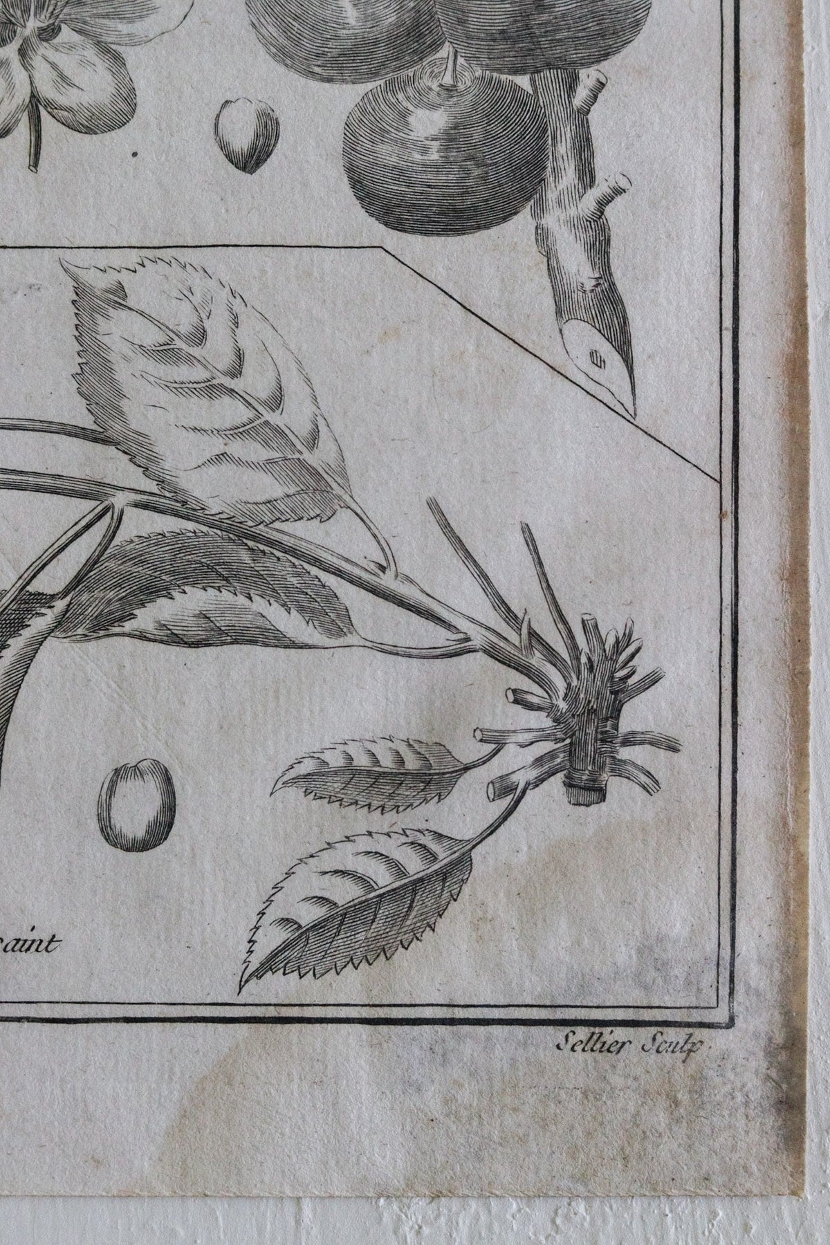 Antique French Cherry Print c.1918