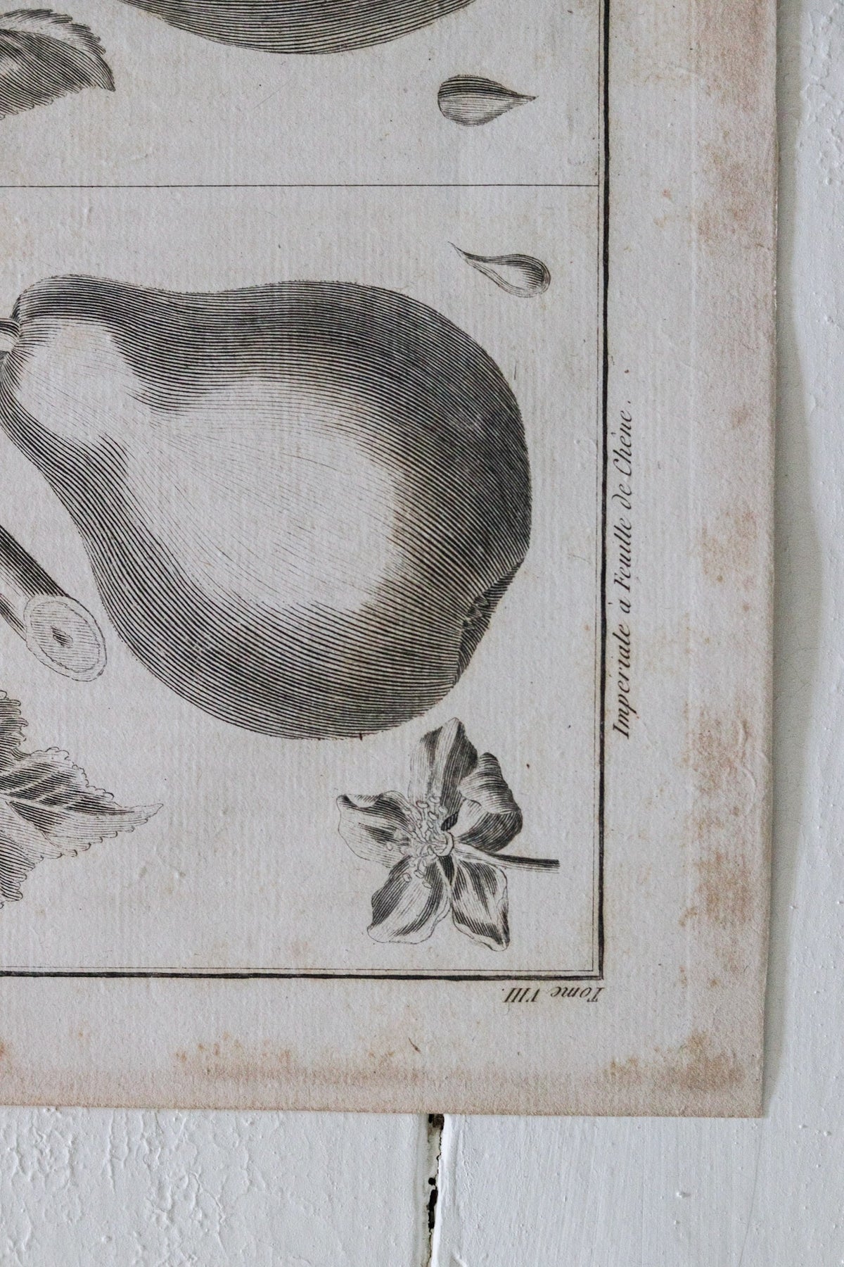 Antique French Pear Print c.1918