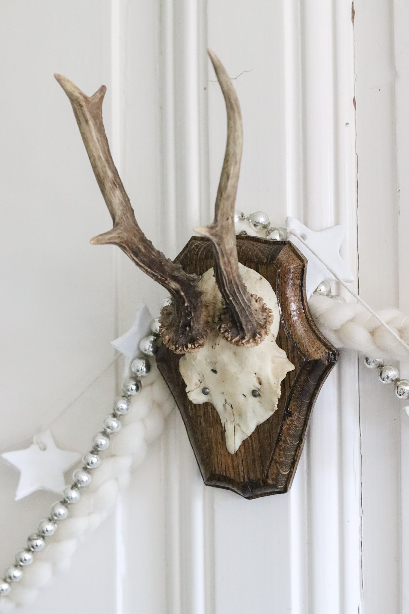 Petite Vintage European Antler Mount