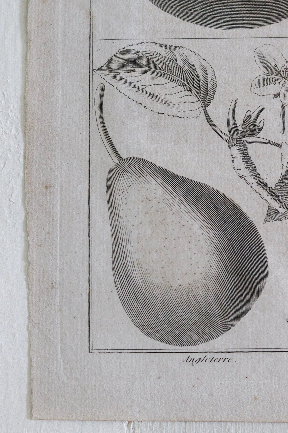 Antique French Pear Print c.1918