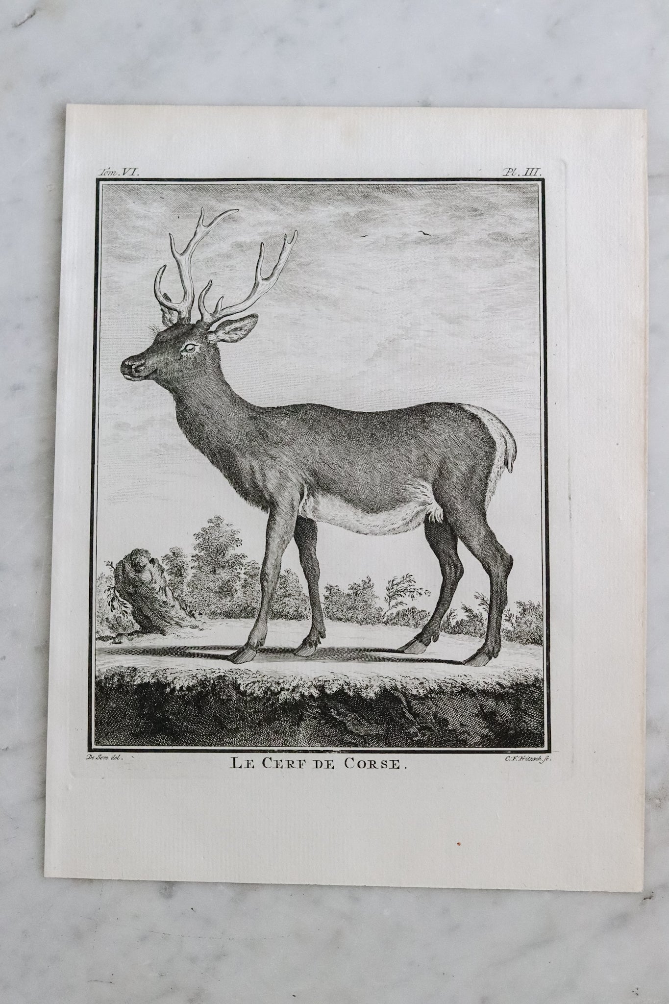 Antique French Deer Engraving