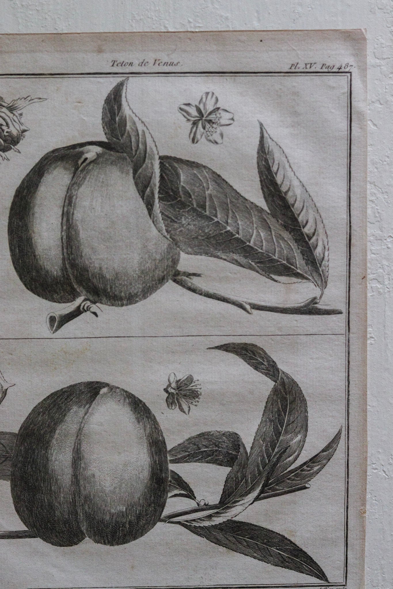 Antique French Fruit Print No.3