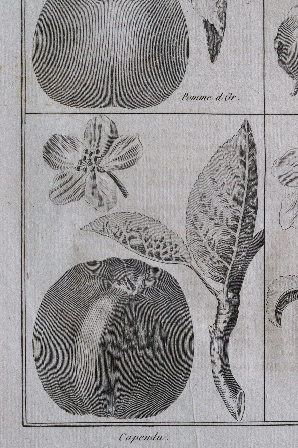 Antique French Apple Print c.1918