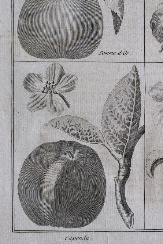 Antique French Apple Print c.1918
