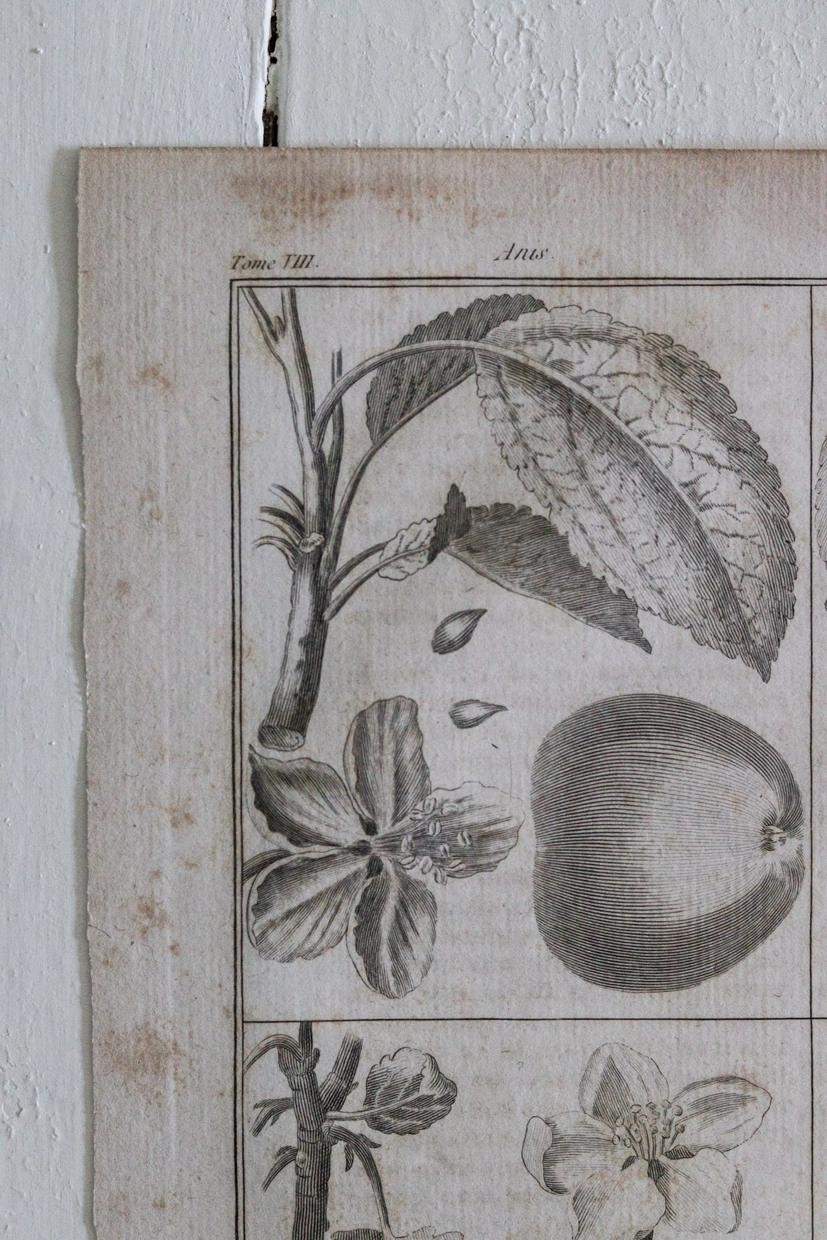 Antique French Apple Print c.1918