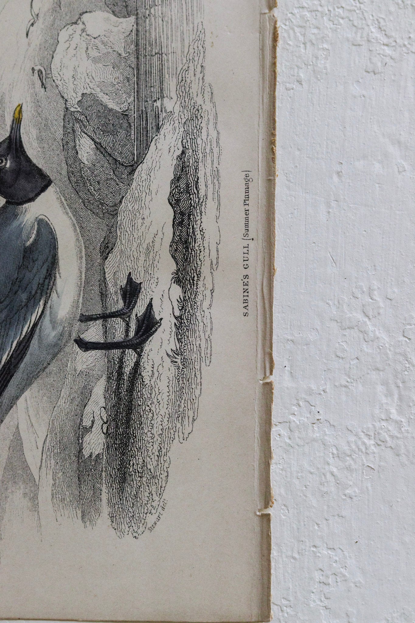 Antique Bird Print - Sabine's Gull