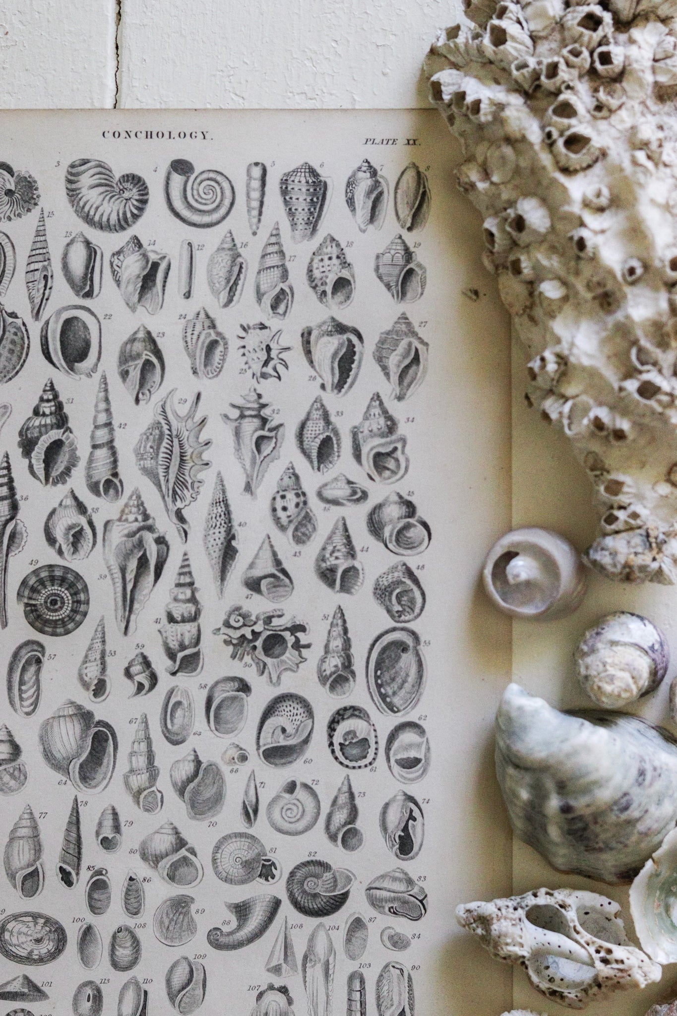 Antique Shell Print