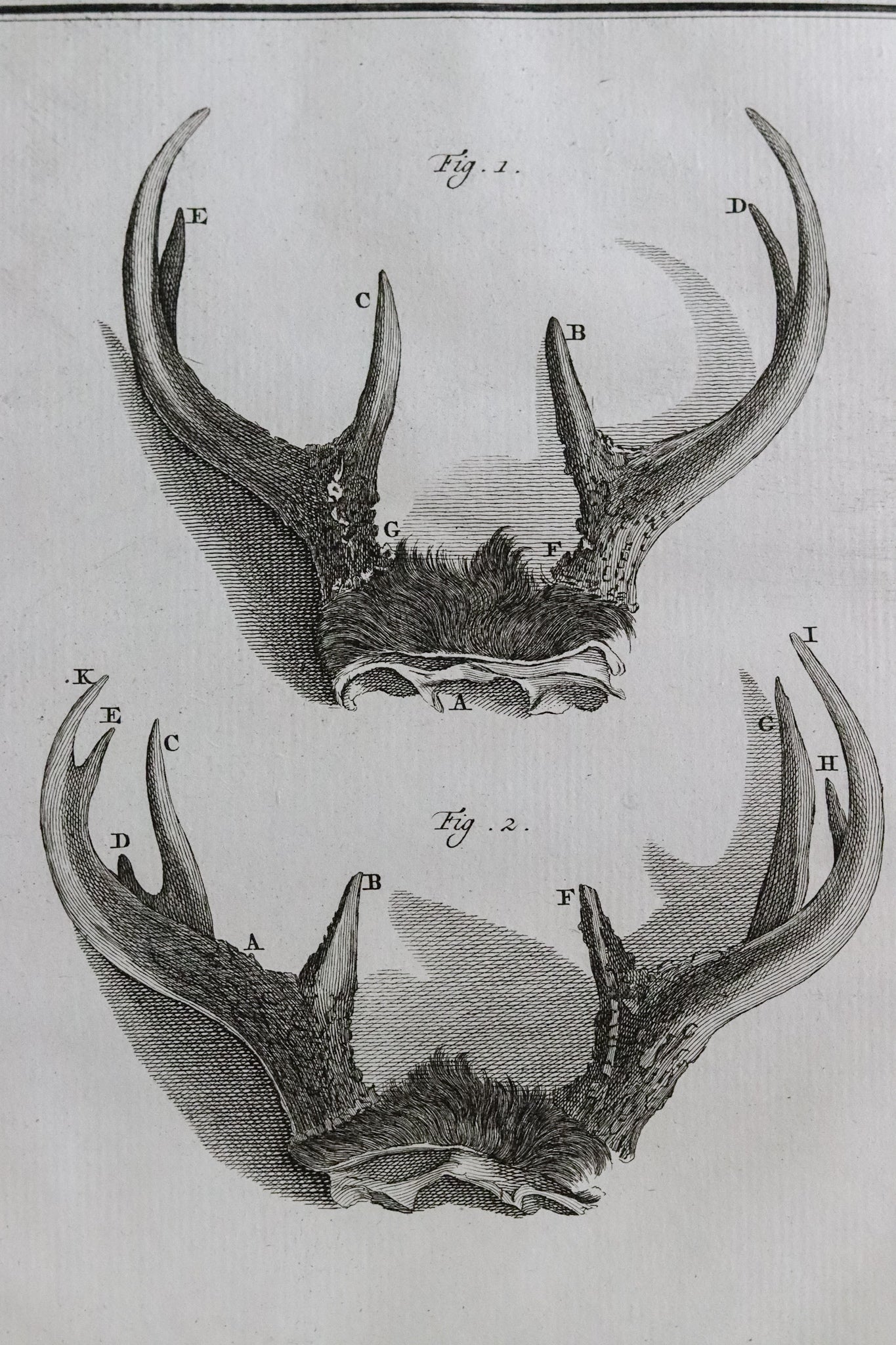 Antique French Antler Engraving