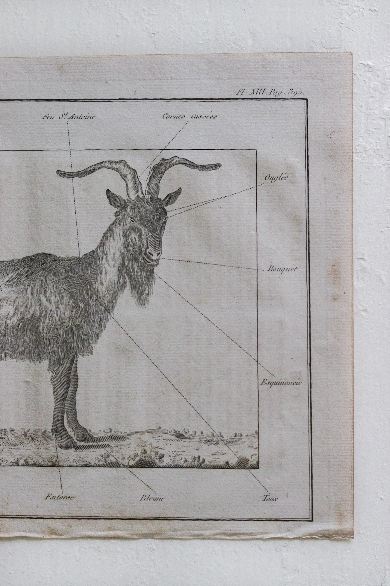 Antique French Goat Print