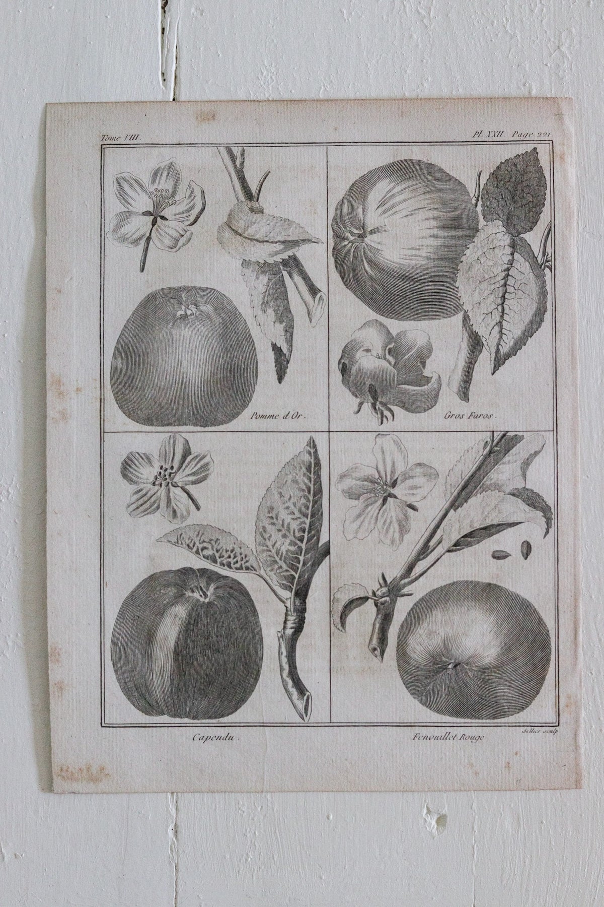 Antique French Apple Print c.1918