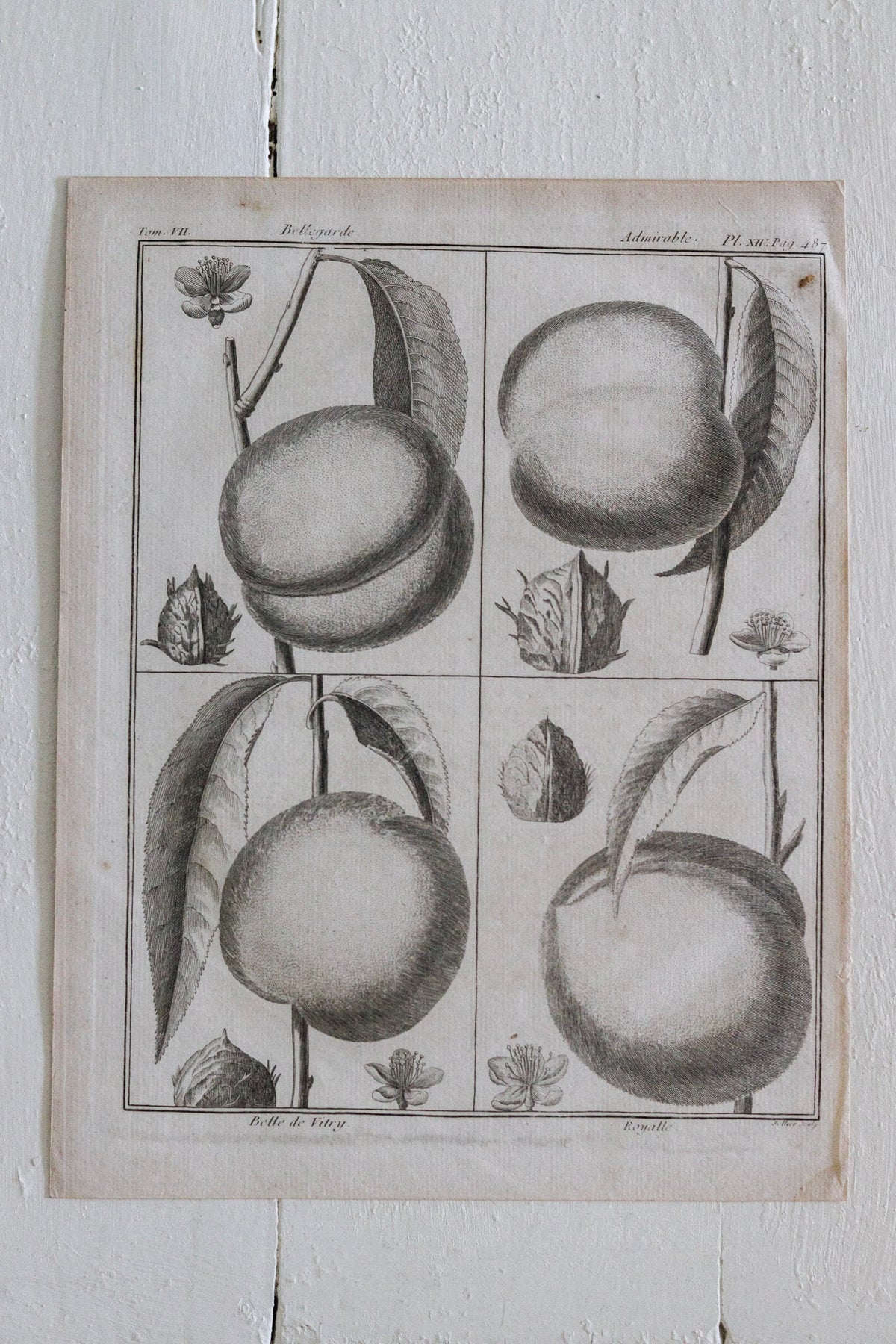 Antique French Peach Print c.1918
