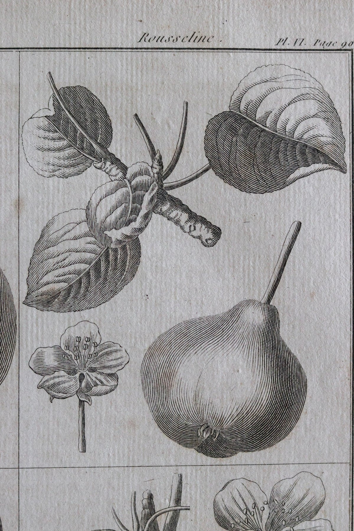 Antique French Pear Print c.1918