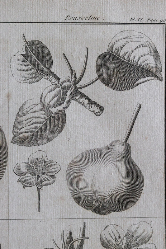 Antique French Pear Print c.1918