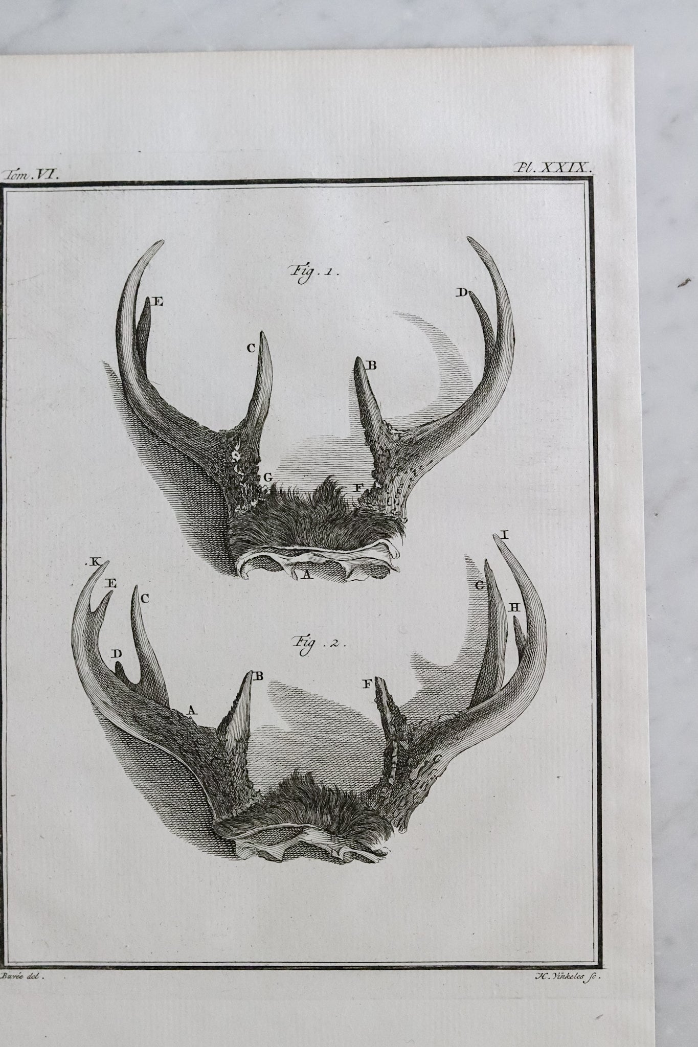 Antique French Antler Engraving