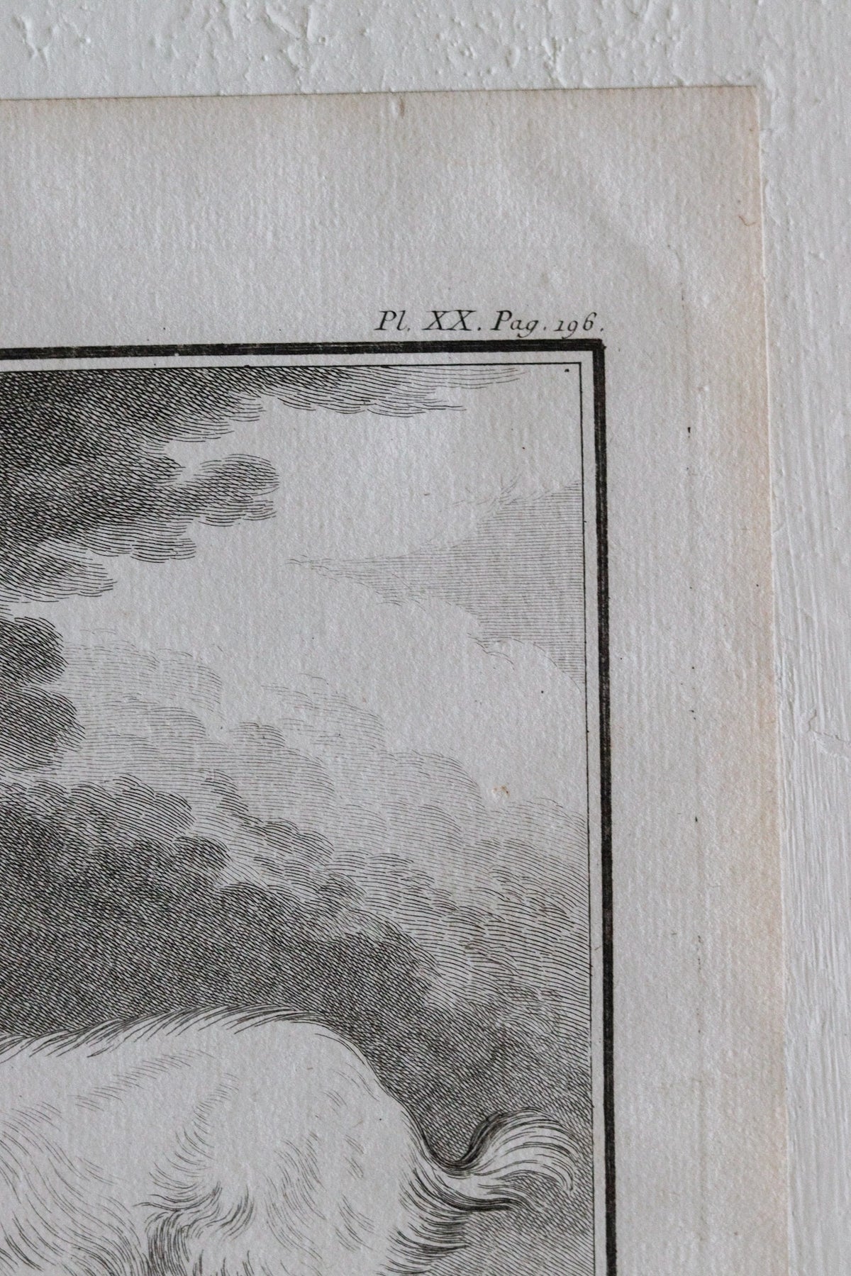 Antique Goat Engraving c.1775