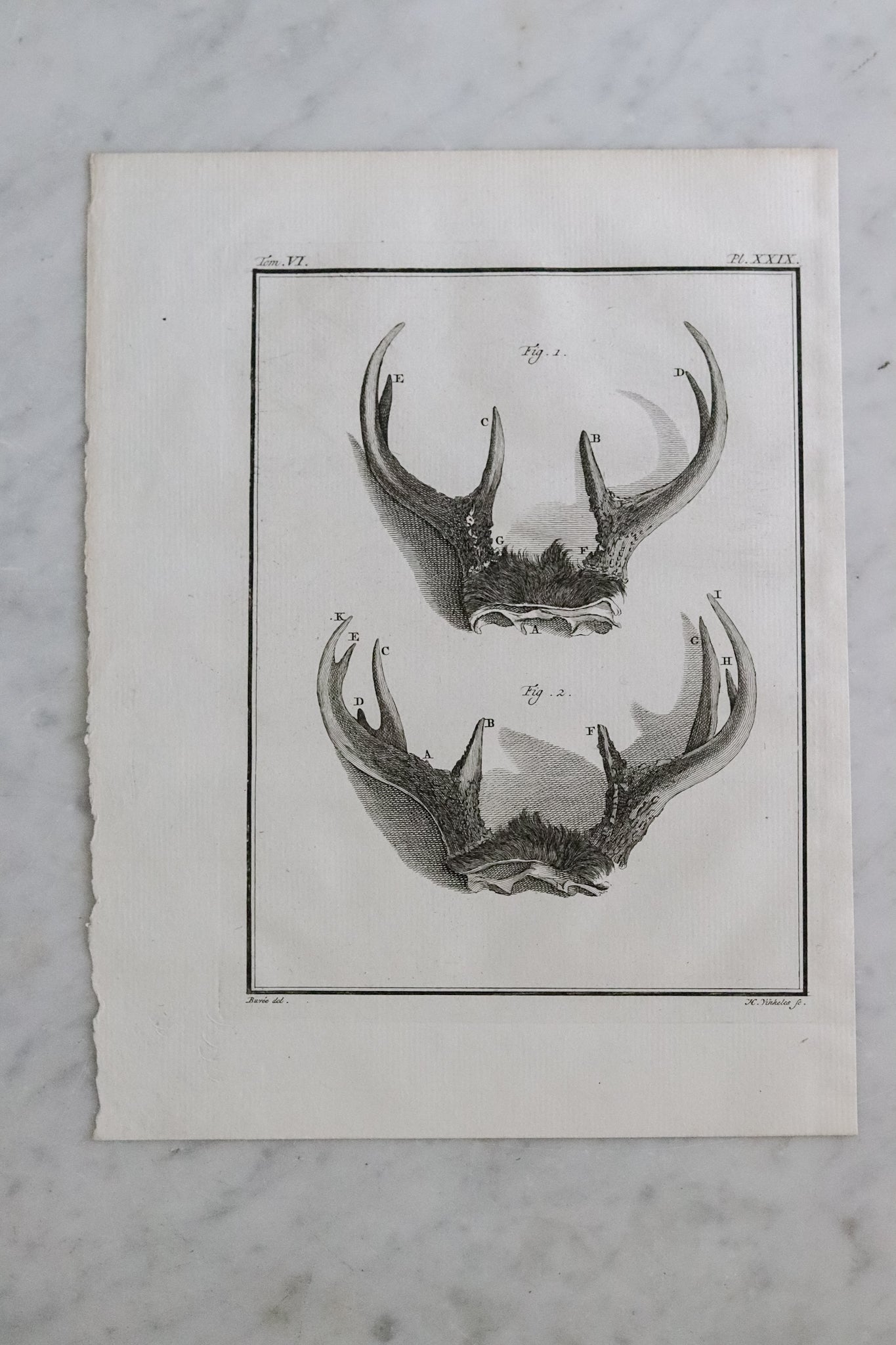 Antique French Antler Engraving