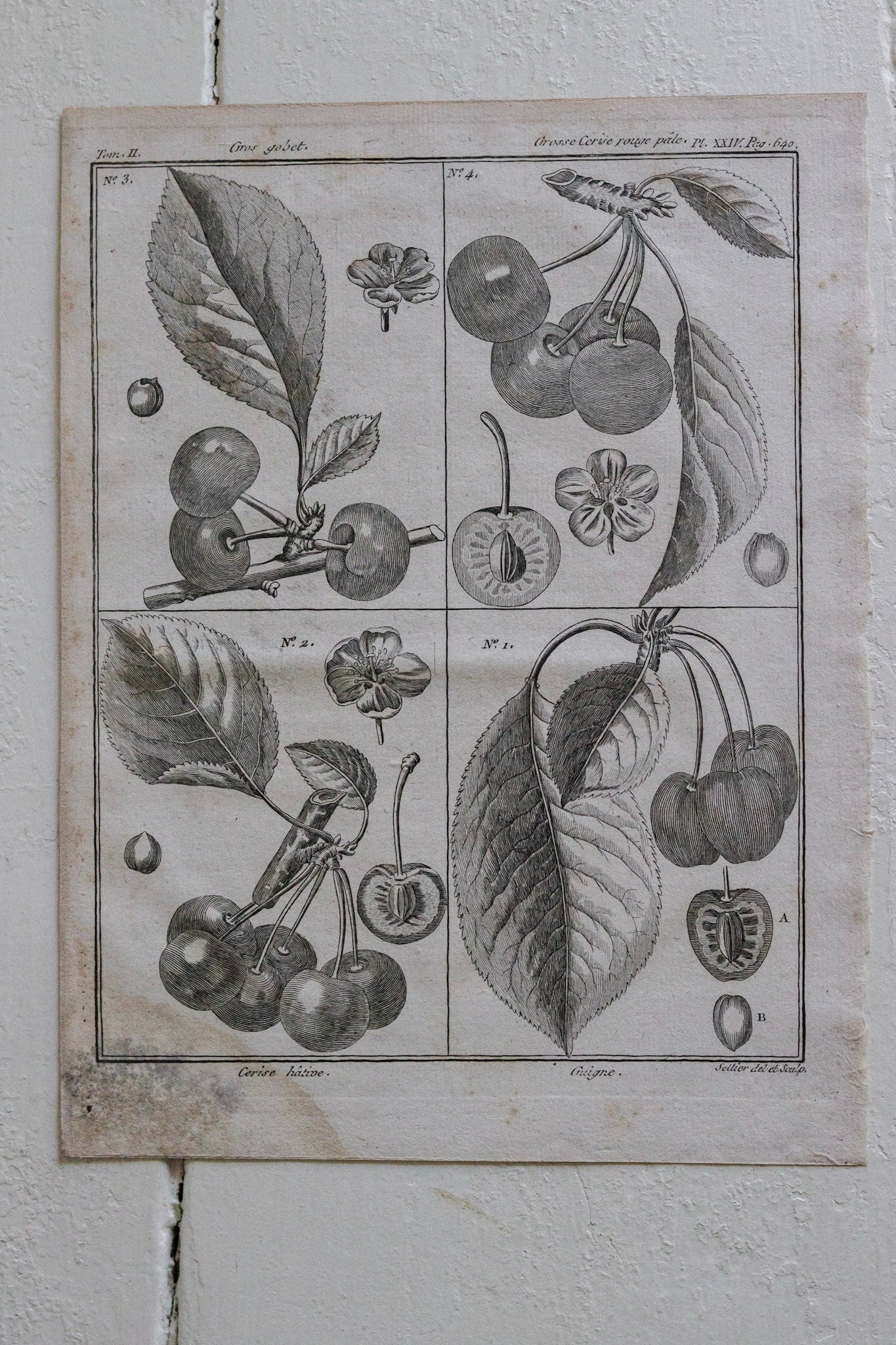 Antique French Cherry Print No.1
