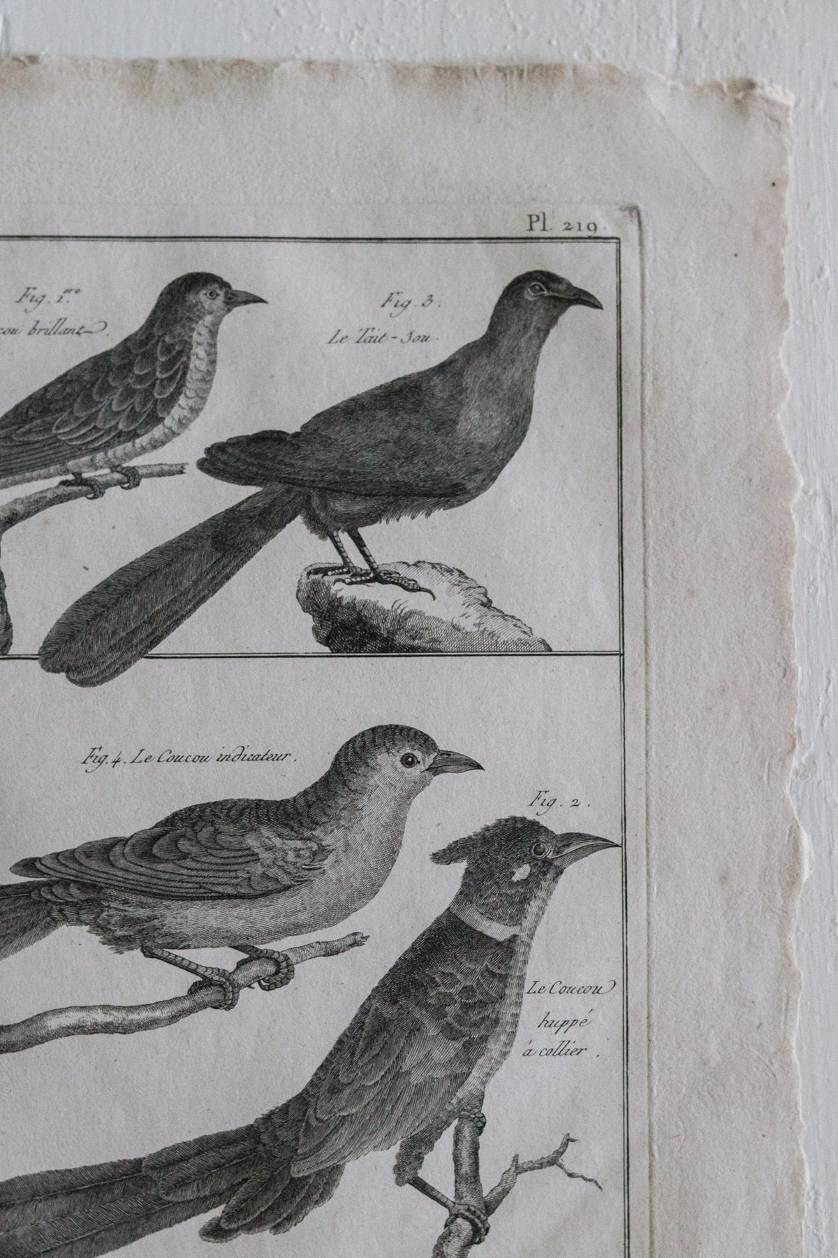 Antique Bird Engraving c.1790