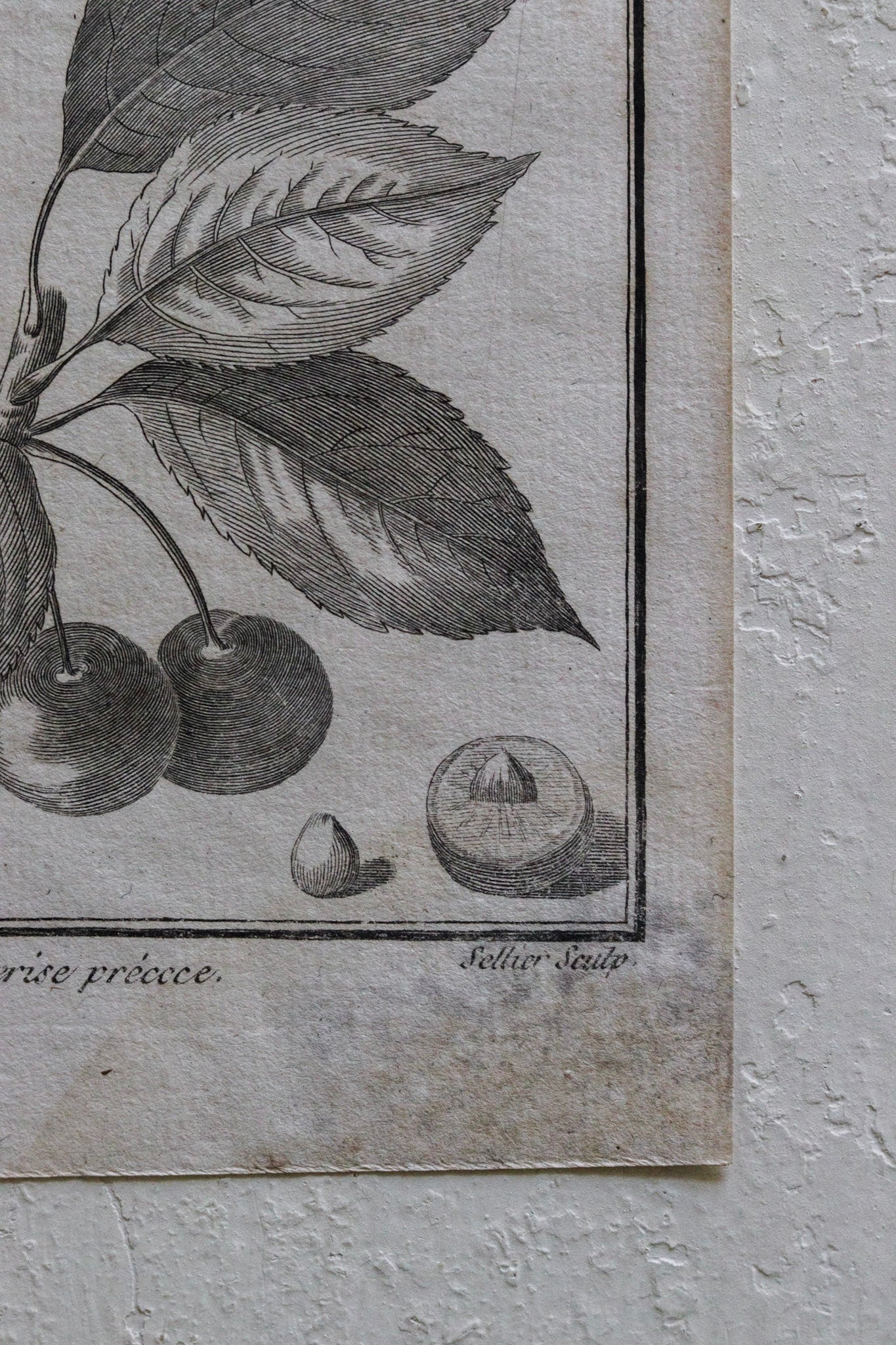 Antique French Cherry Print No.2