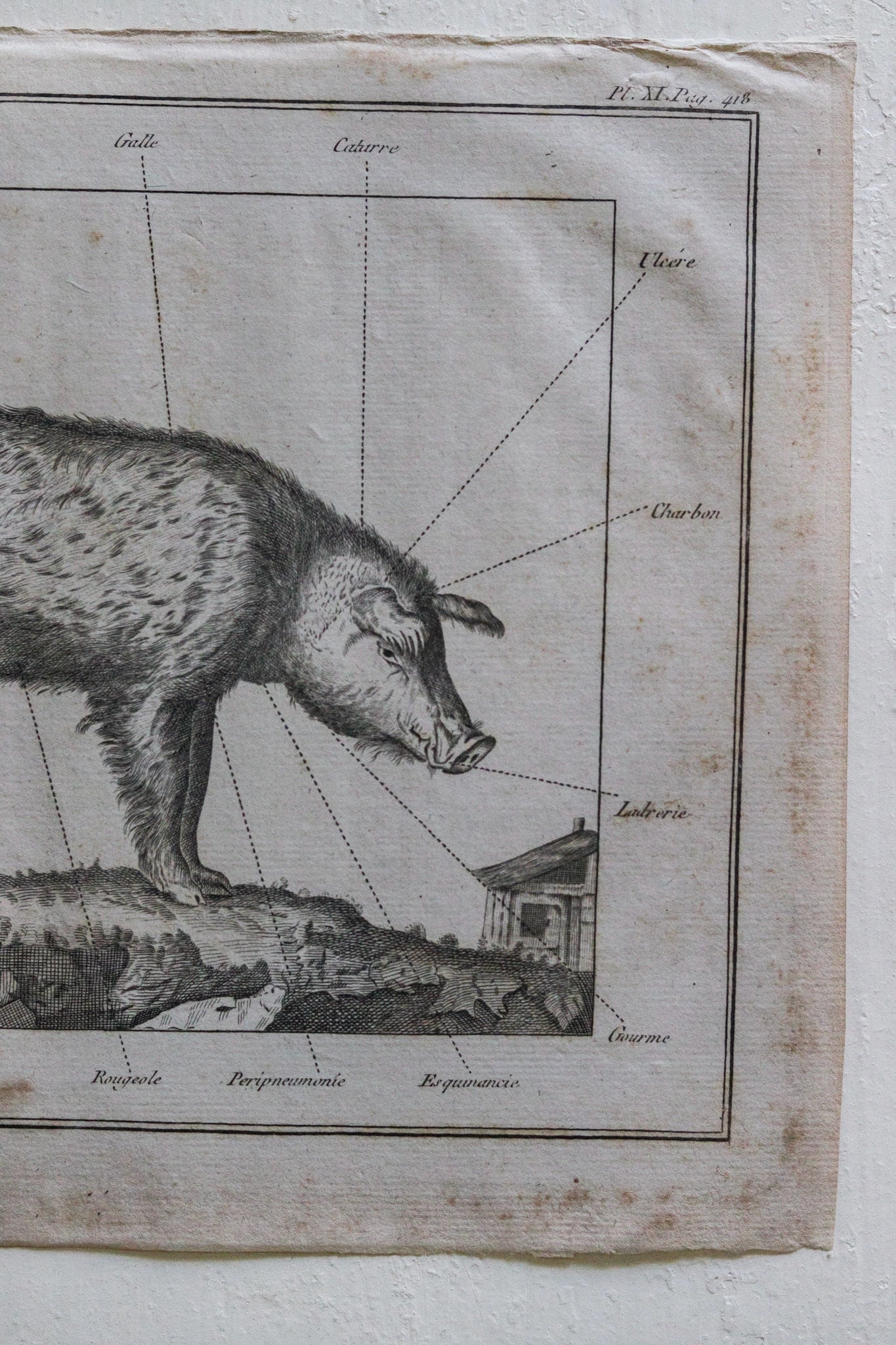 Antique French Pig Print