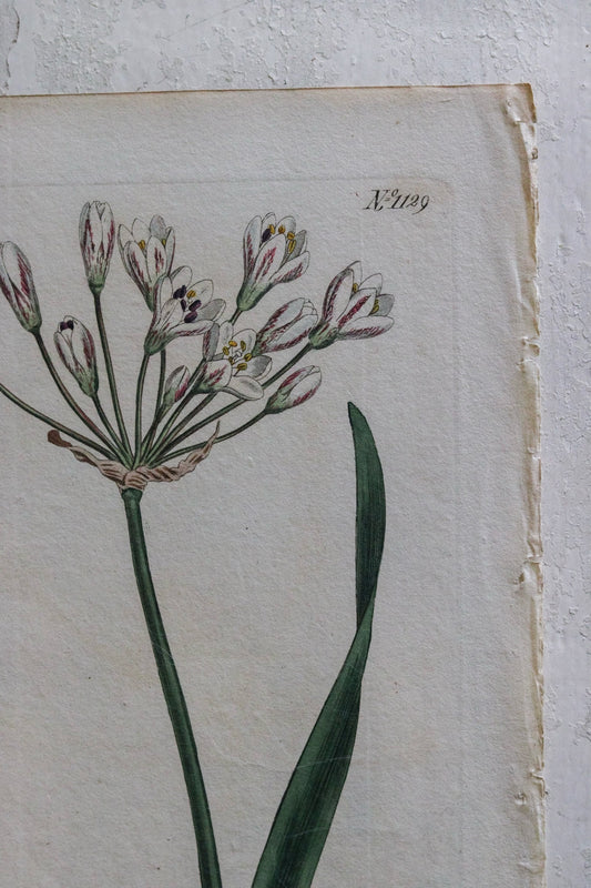 Antique Floral Print - Allium Gracile
