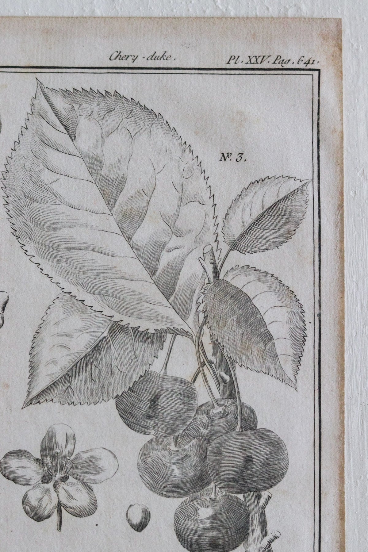 Antique French Cherry Print c.1918