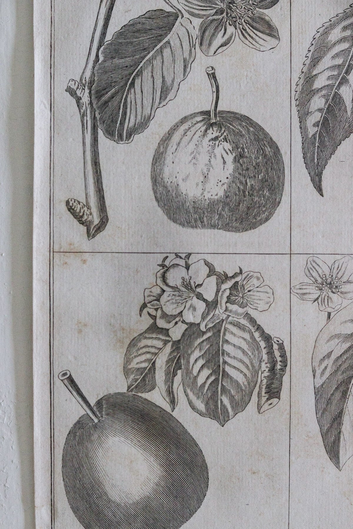 Antique French Pear Print c.1918