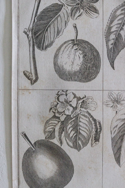 Antique French Pear Print c.1918