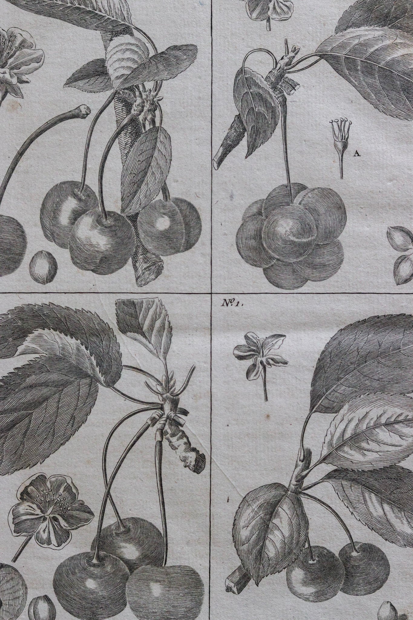 Antique French Cherry Print No.2