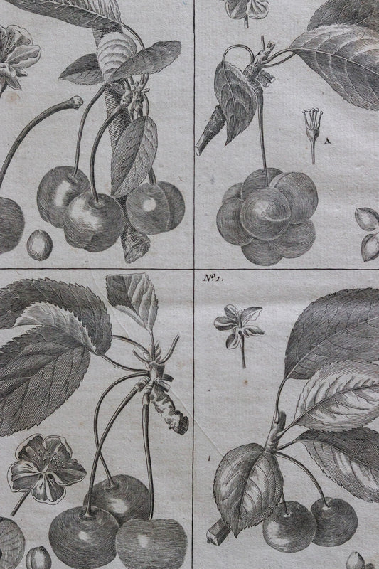 Antique French Cherry Print No.2