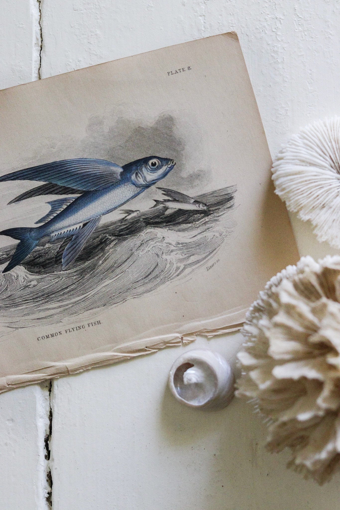 Antique Fish Print No.6