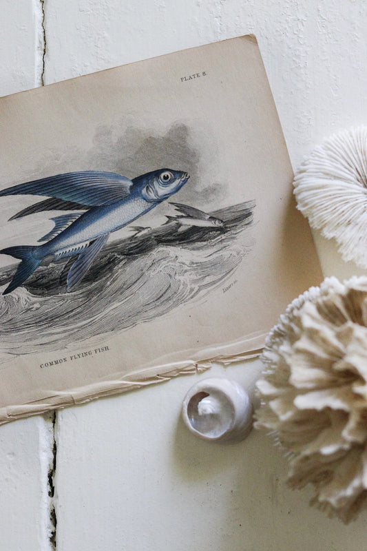 Antique Fish Print No.6