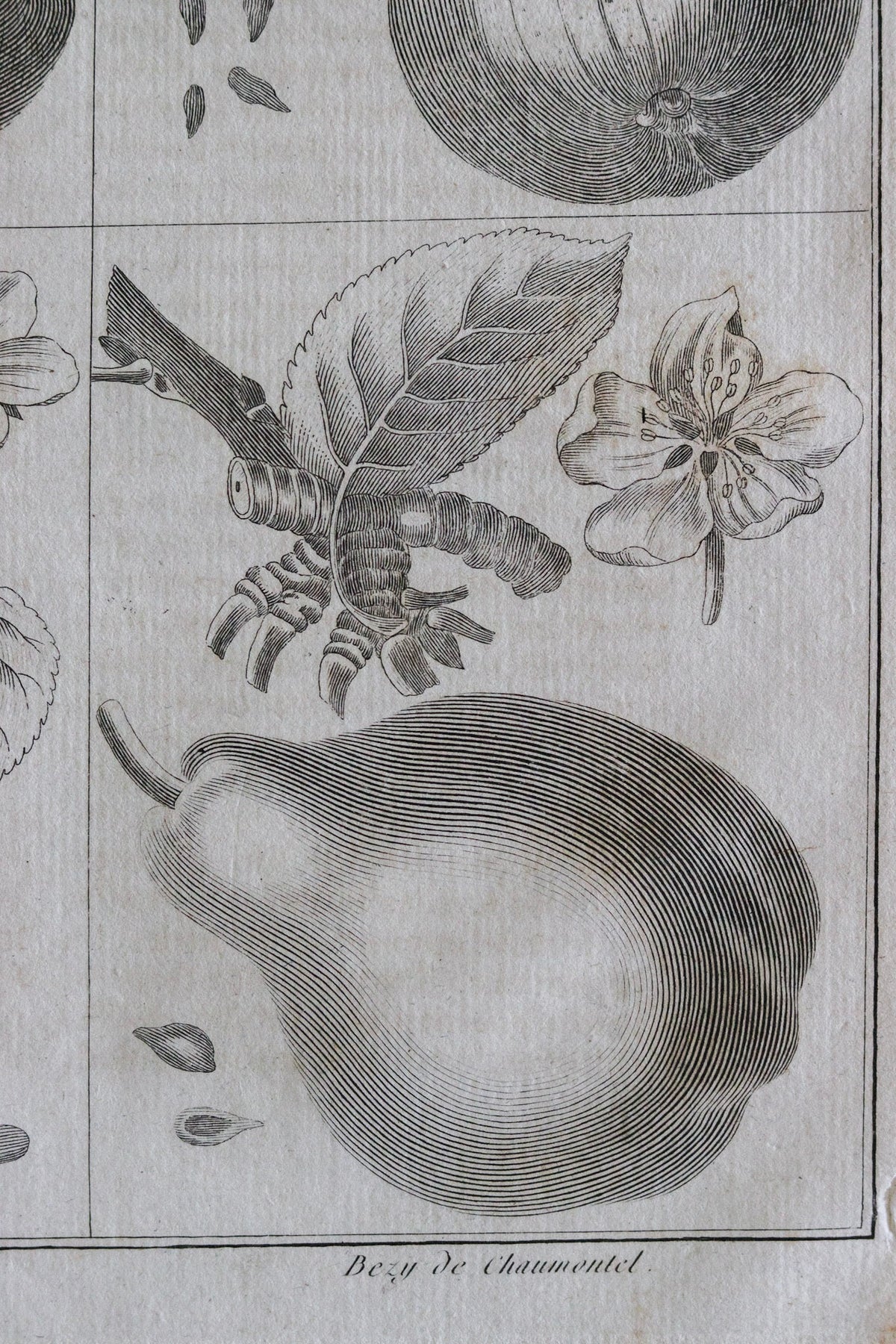 Antique French Pear Print c.1918